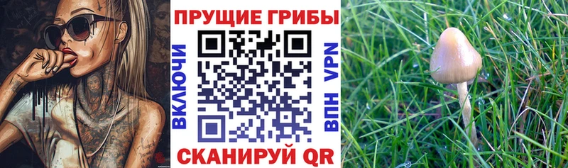 Псилоцибиновые грибы Cubensis  Новоалтайск 